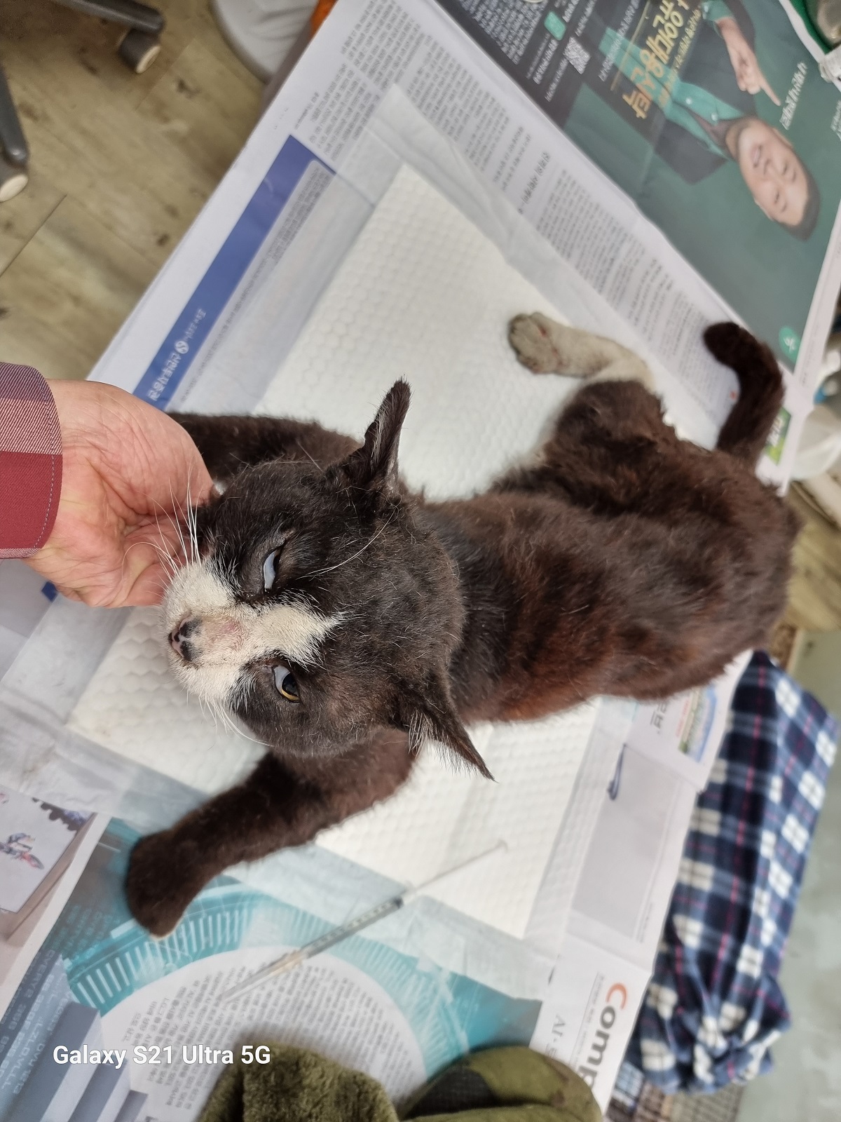 [고양이] 한국 고양이 인천-중구-2025-00233 유기동물 배경 이미지 입니다.